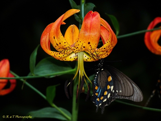 {Lilium superbum}